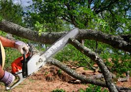 Best Tree Maintenance Programs  in Duncansville, PA