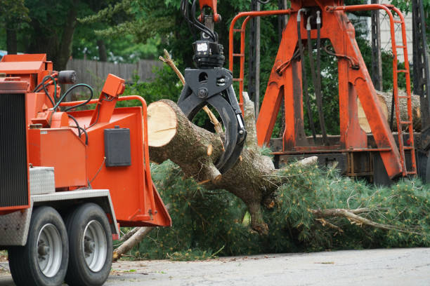 Best Tree Disease Treatment  in Duncansville, PA